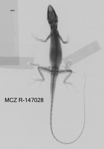 Media type: image;   Herpetology R-147028 Aspect: dorsoventral x-ray